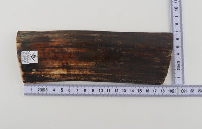 Brown mammoth bark