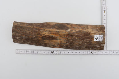 Beige mammoth bark