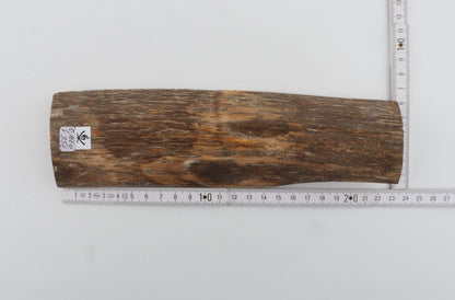Beige mammoth bark