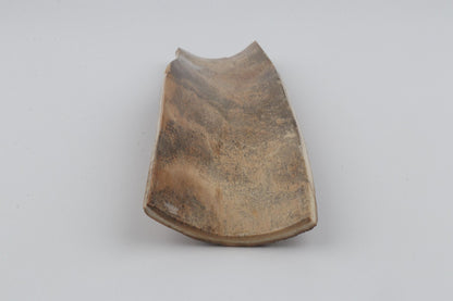 Beige mammoth bark