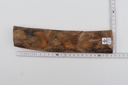 Beige mammoth bark