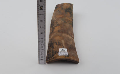 Beige mammoth bark