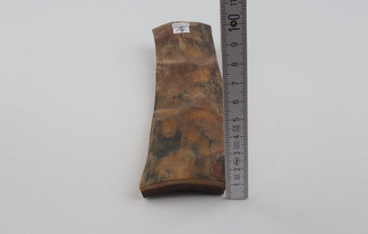 Beige mammoth bark