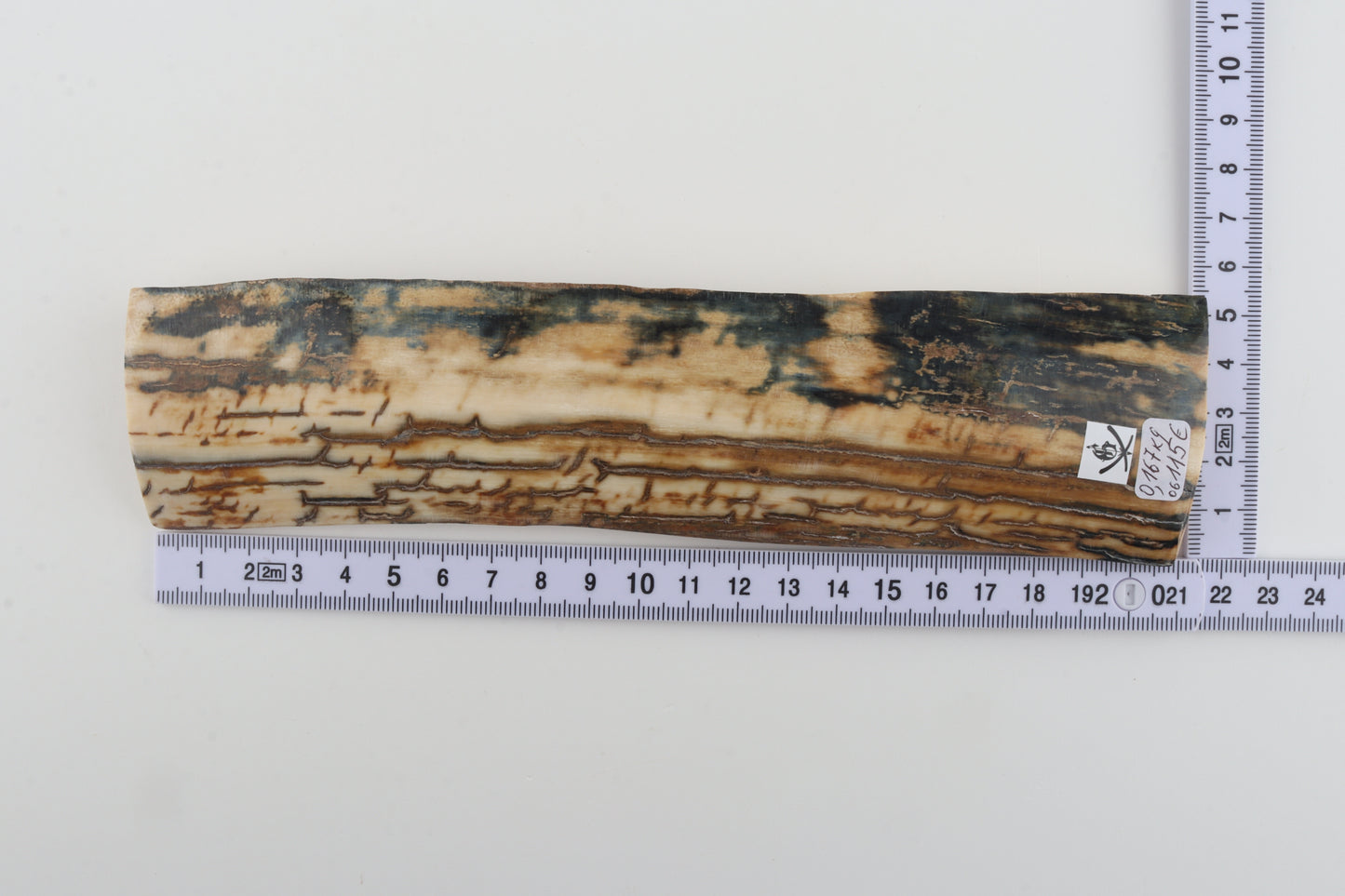 Blue-orange mammoth bark