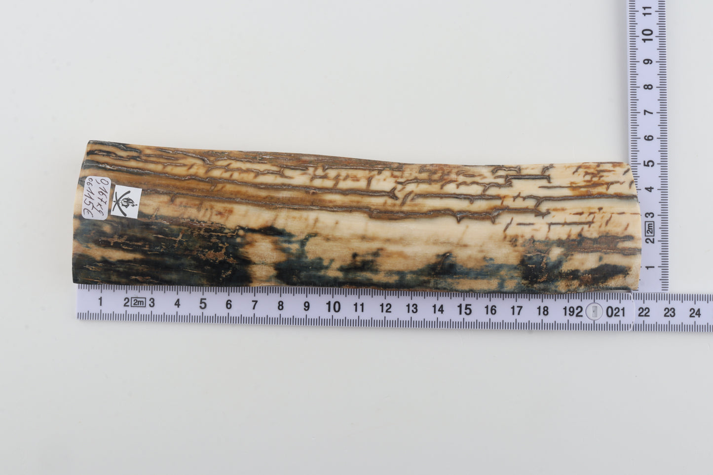Blue-orange mammoth bark