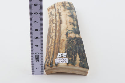 Blue-orange mammoth bark