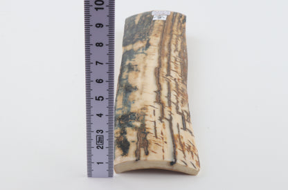 Blue-orange mammoth bark