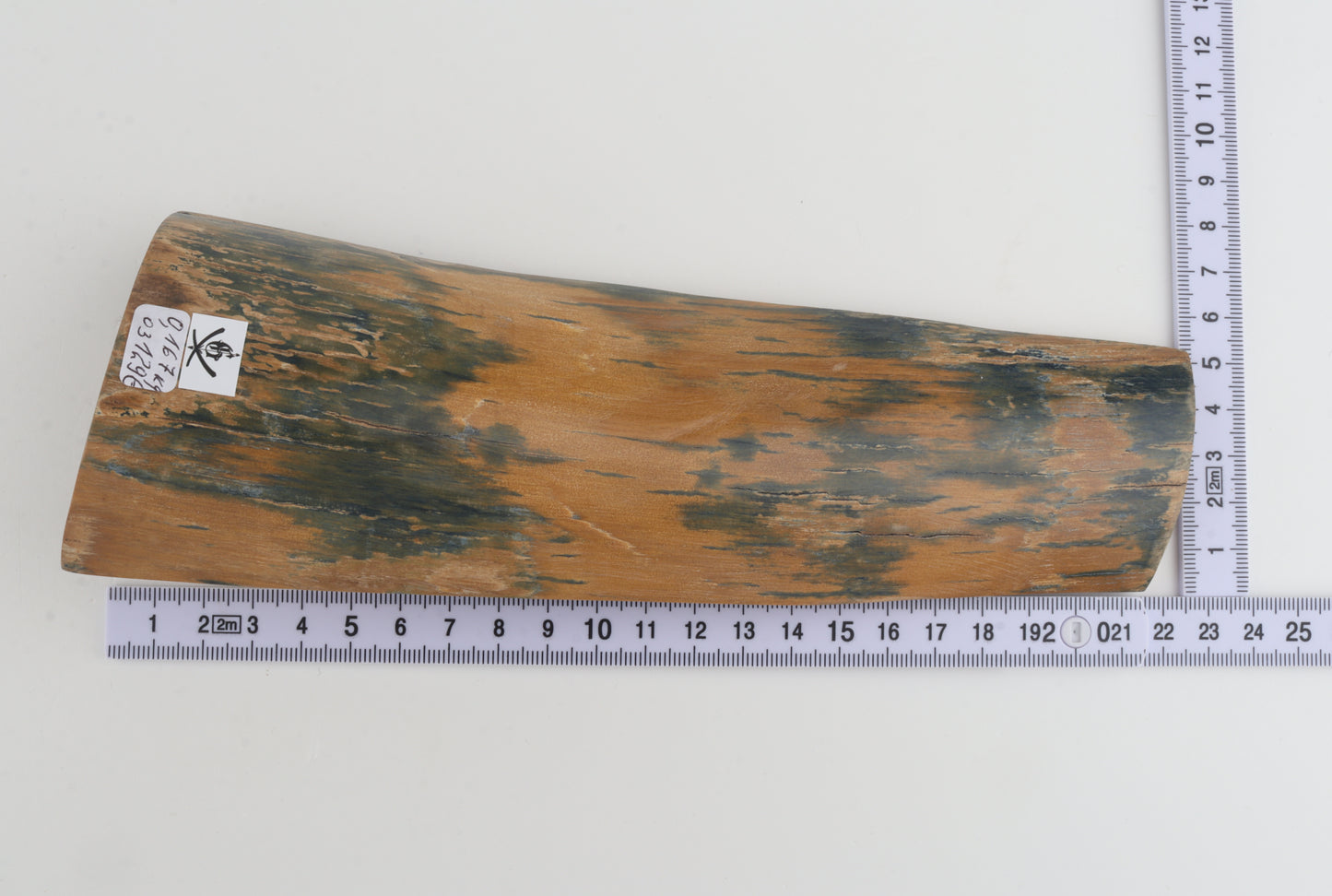 Mustard-blue mammoth bark
