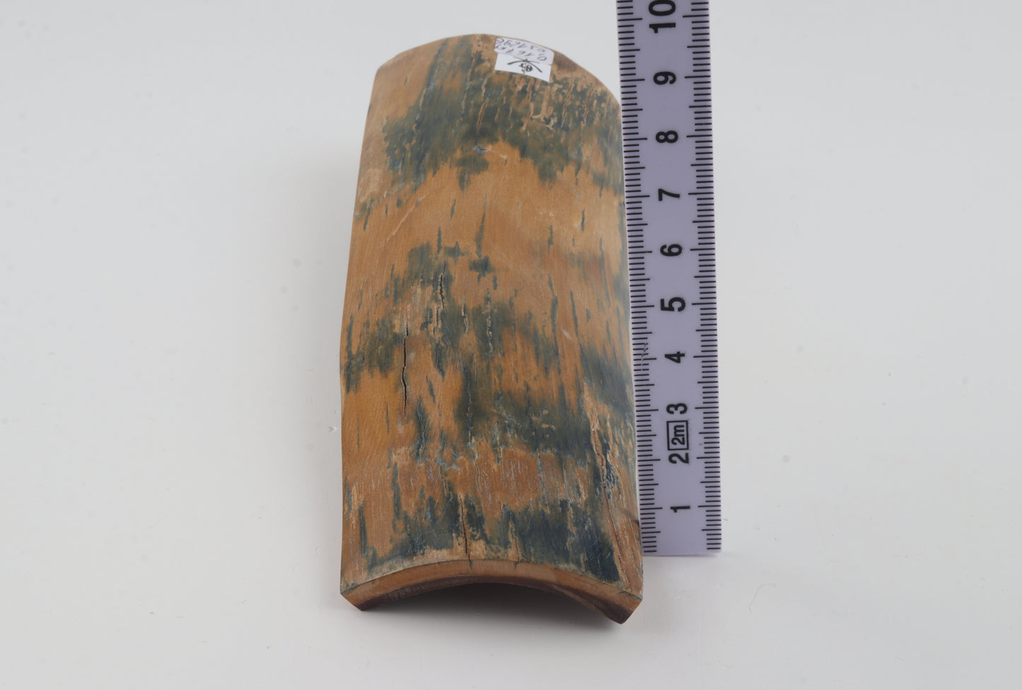 Mustard-blue mammoth bark