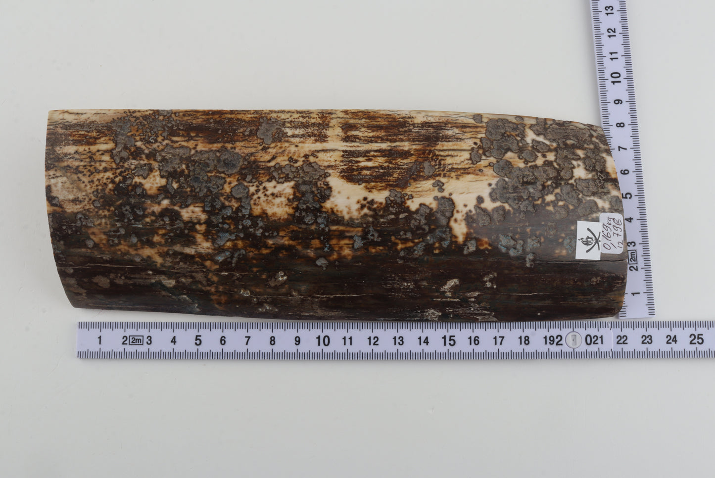 Brown-grey mammoth bark