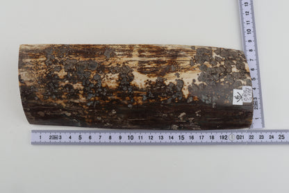 Brown-grey mammoth bark