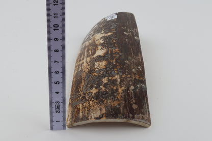 Brown-grey mammoth bark