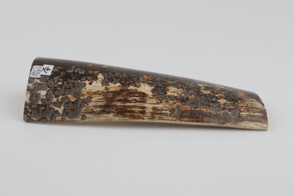 Brown-grey mammoth bark