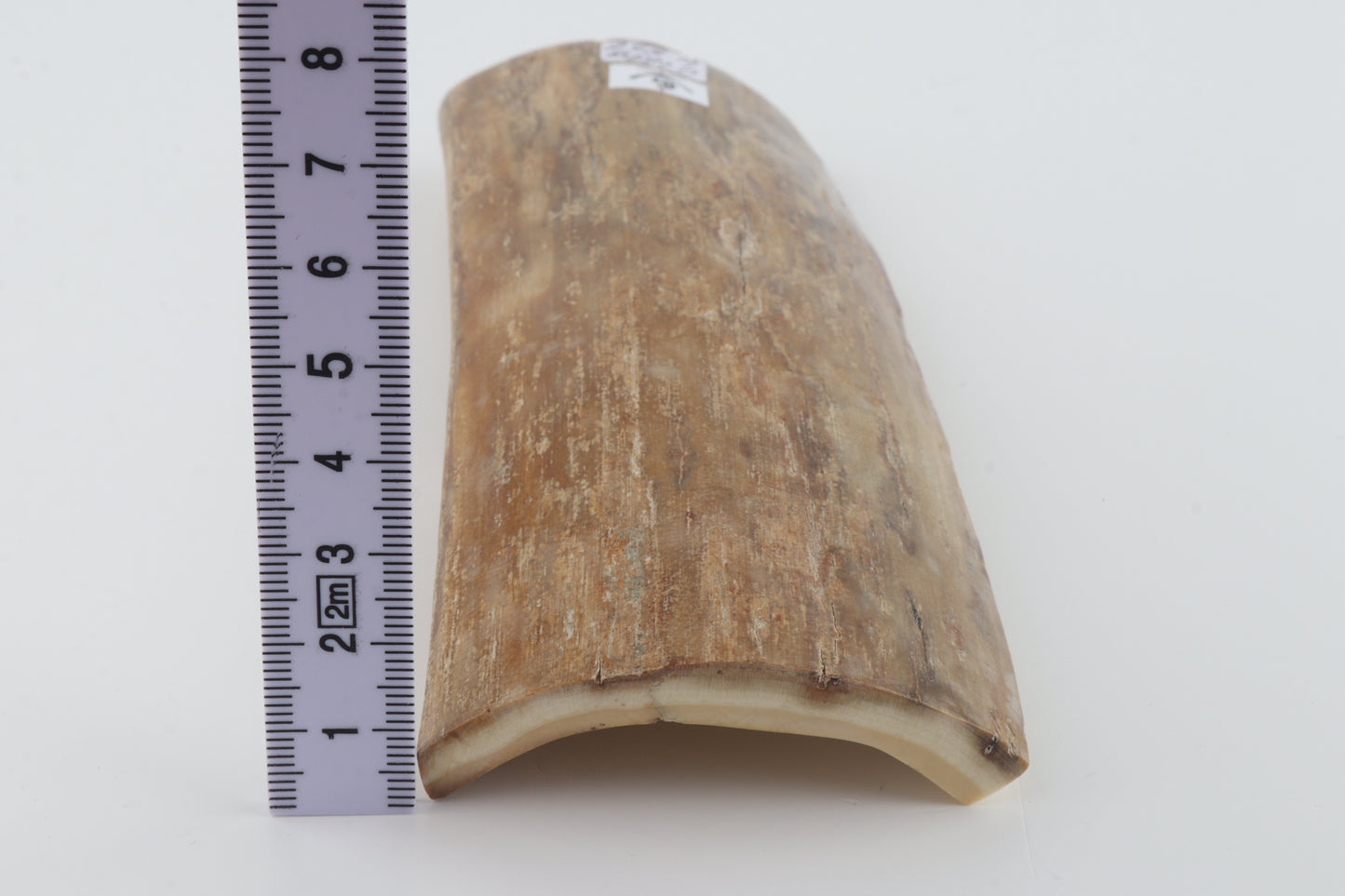 Beige mammoth bark