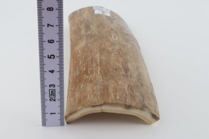 Beige mammoth bark