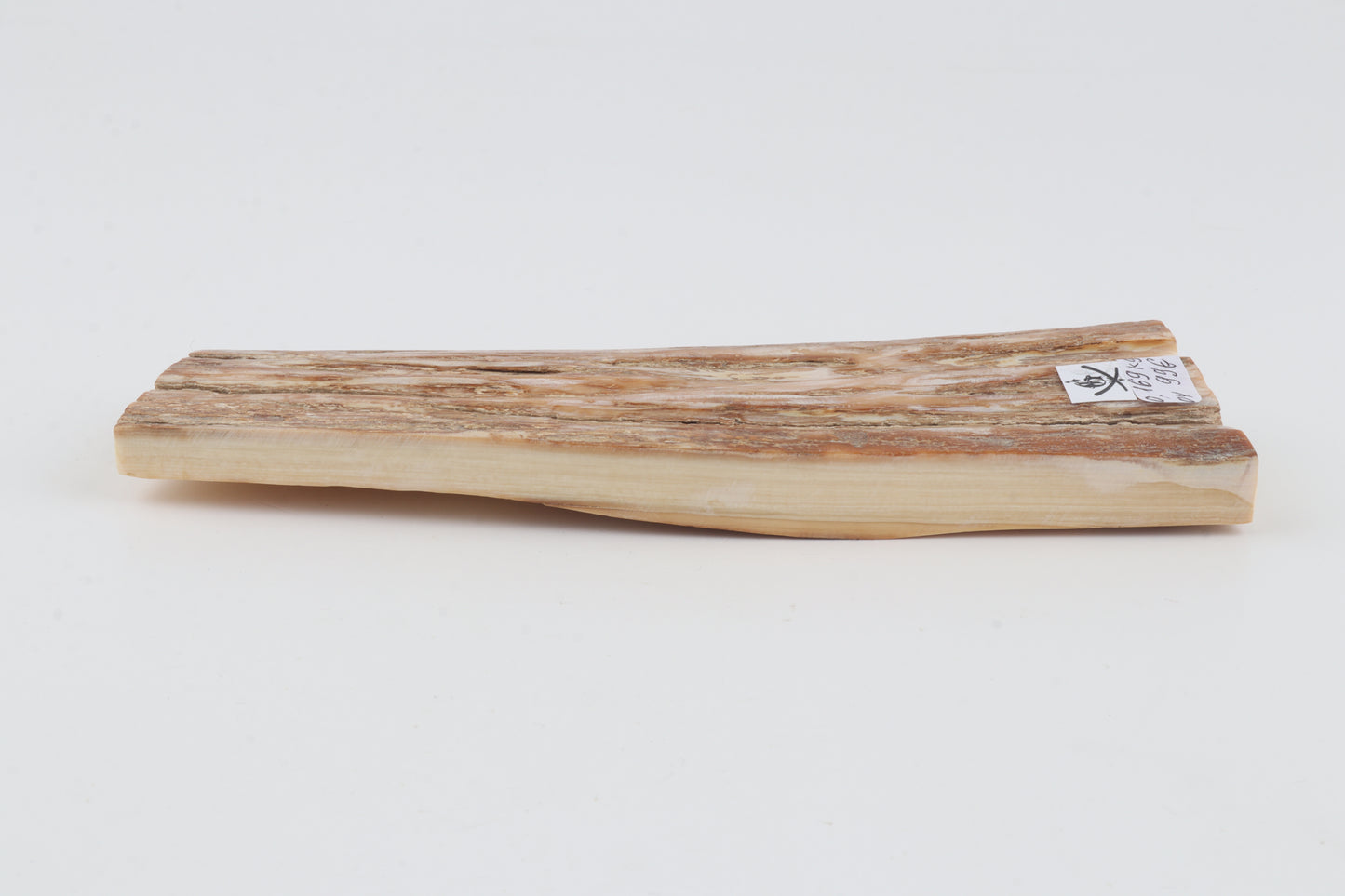 Beige mammoth bark
