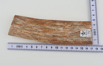 Beige mammoth bark