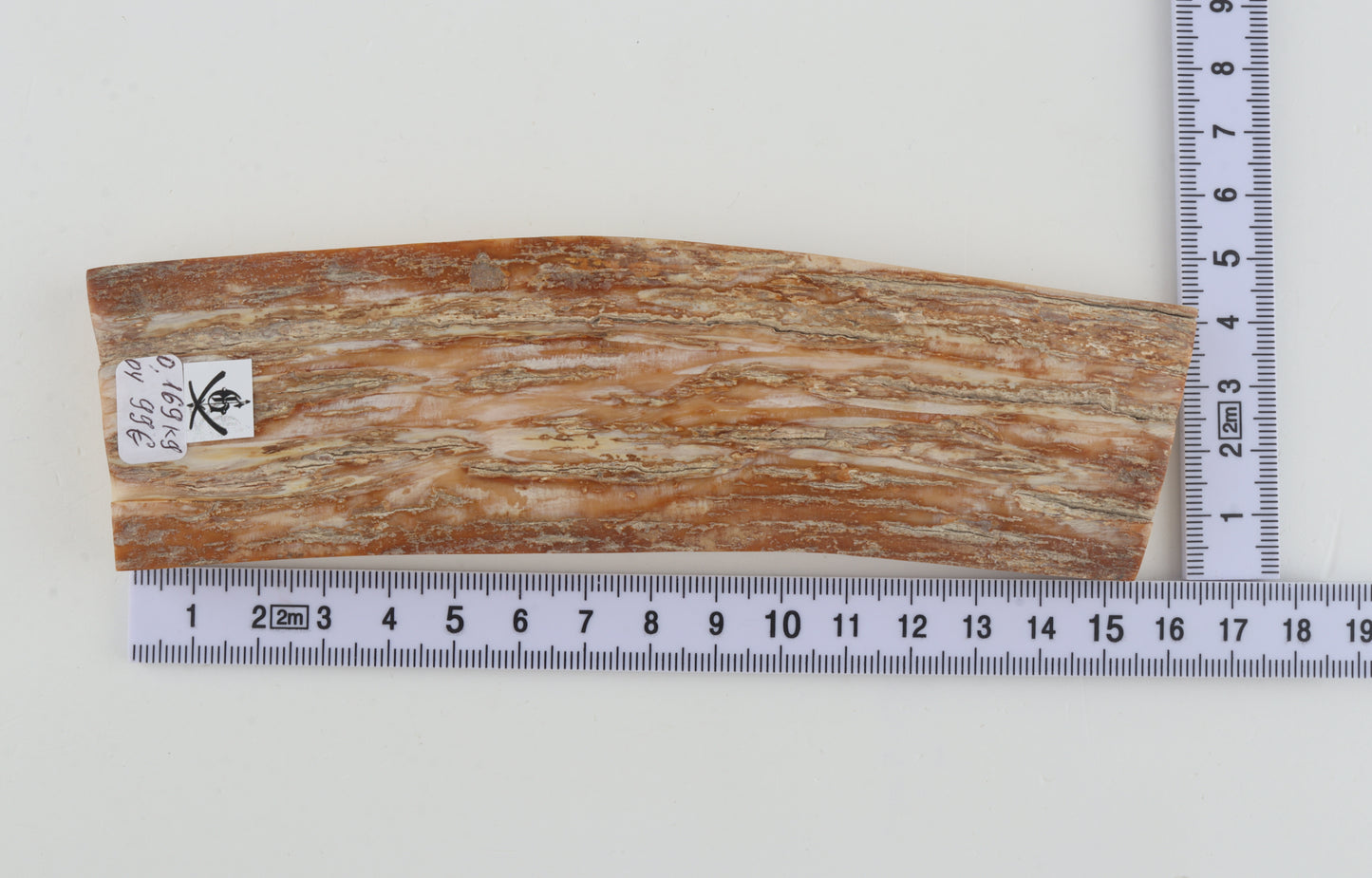 Beige mammoth bark