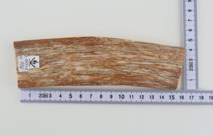 Beige mammoth bark