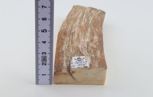 Beige mammoth bark
