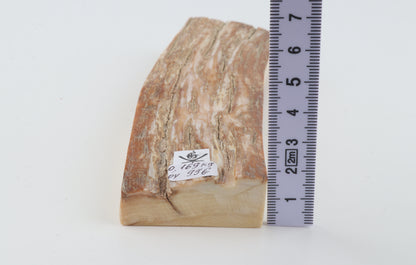 Beige mammoth bark