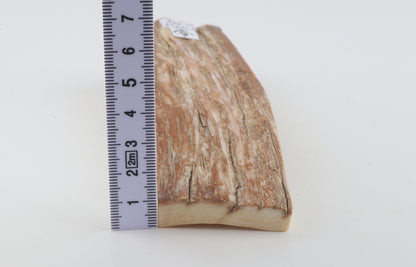 Beige mammoth bark