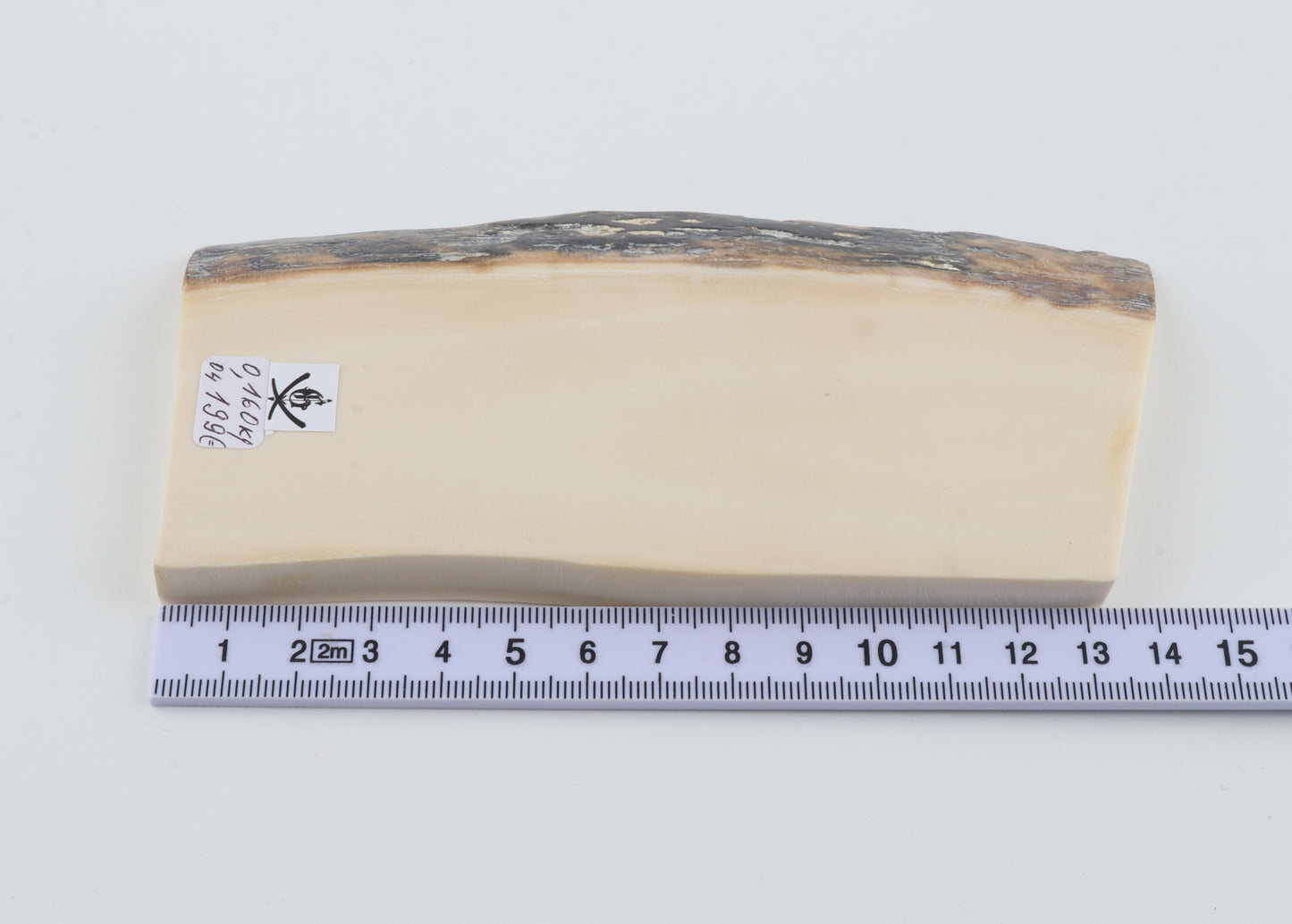 White mammoth ivory segment