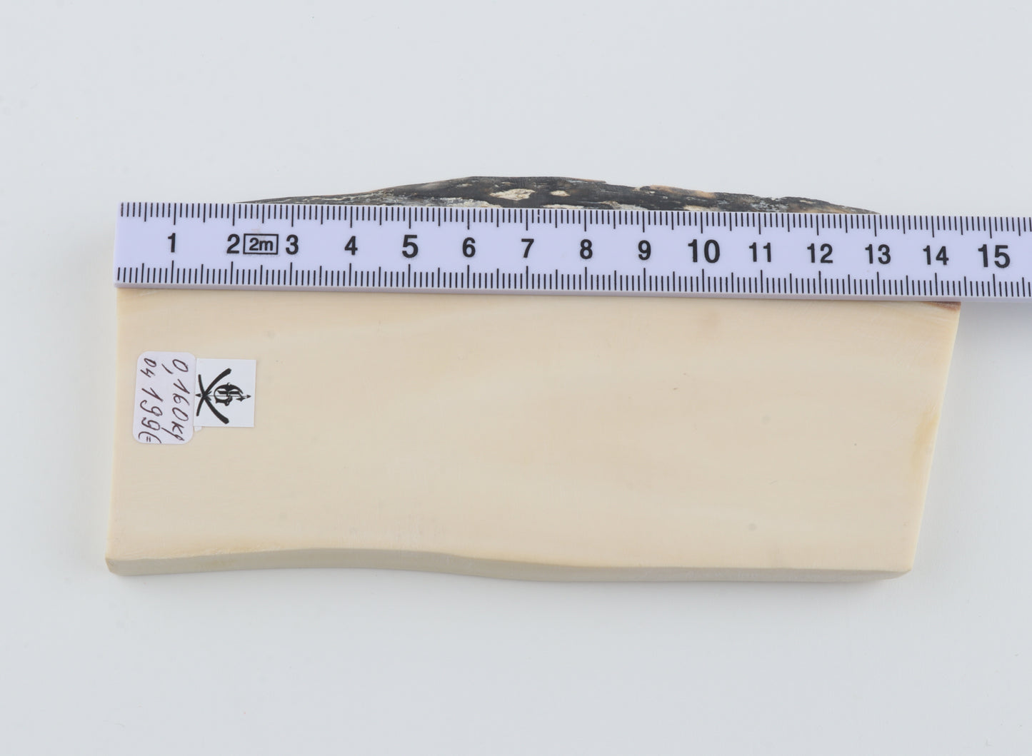White mammoth ivory segment