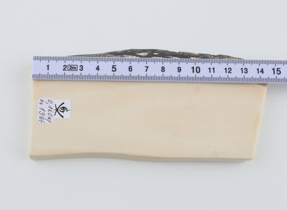White mammoth ivory segment