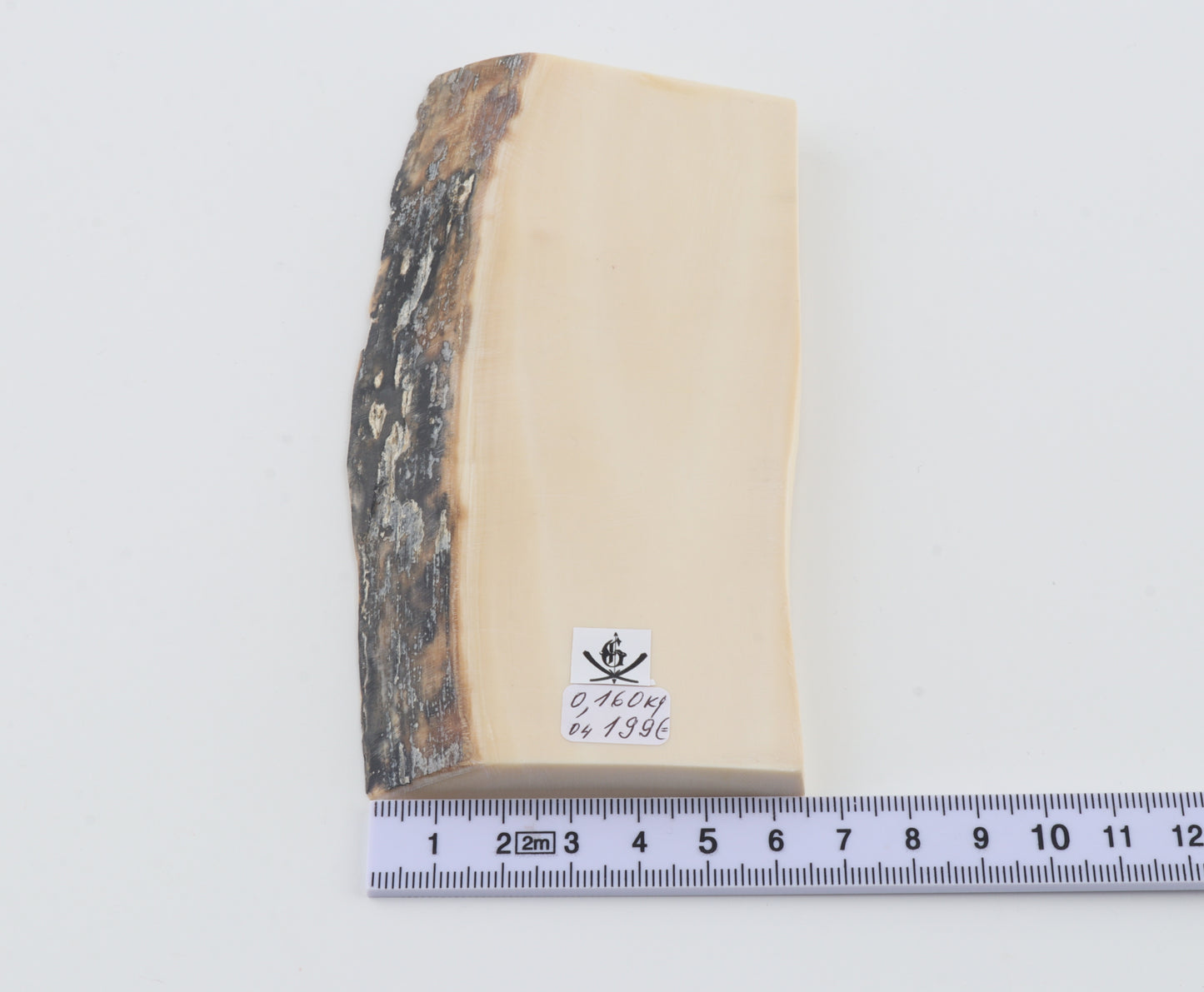 White mammoth ivory segment