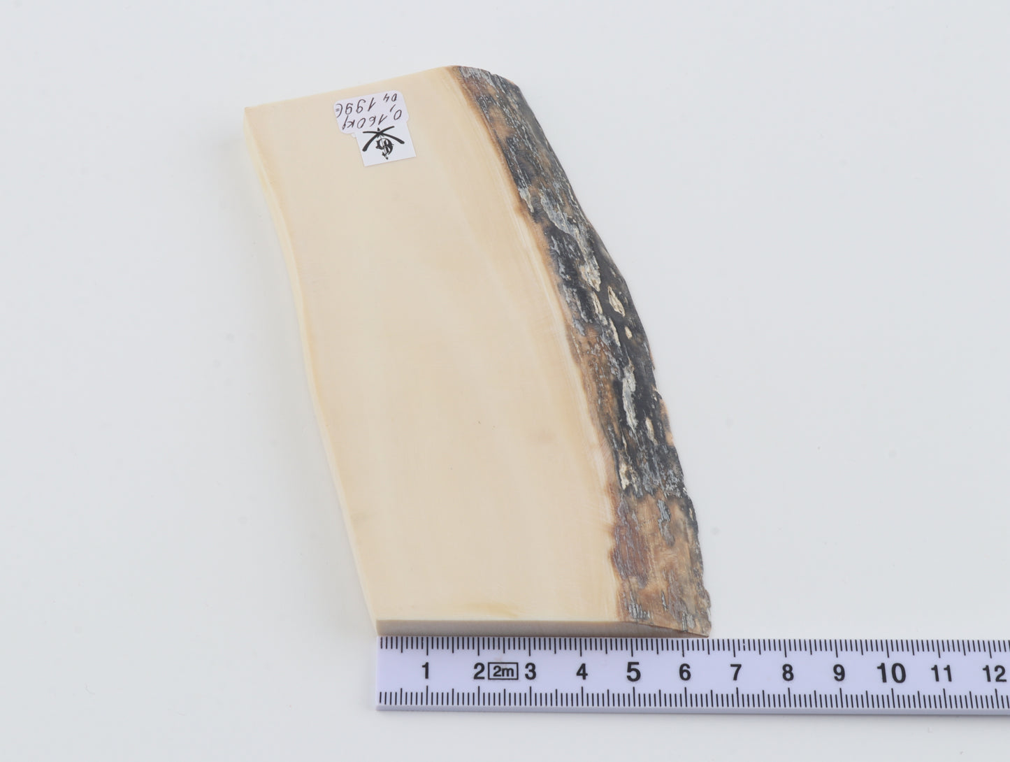 White mammoth ivory segment