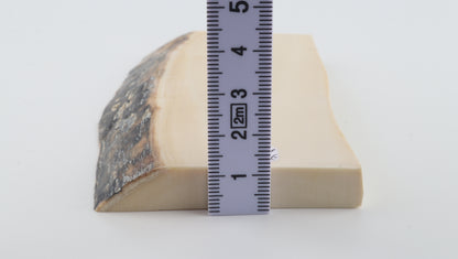 White mammoth ivory segment