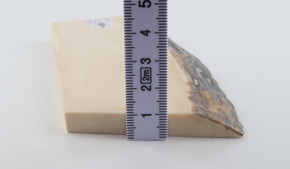 White mammoth ivory segment