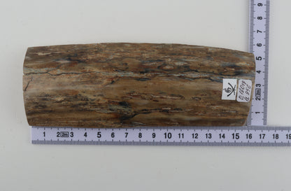 Beige-grey mammoth bark