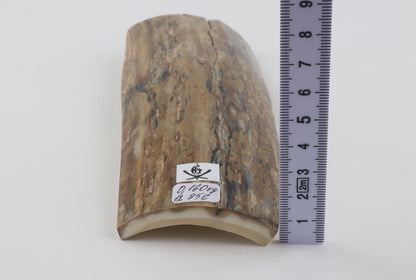 Beige-grey mammoth bark