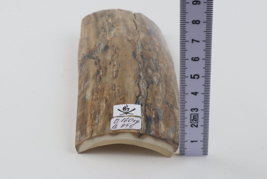 Beige-grey mammoth bark