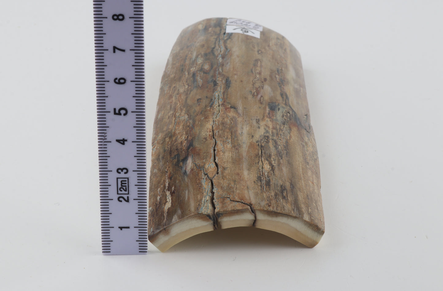 Beige-grey mammoth bark