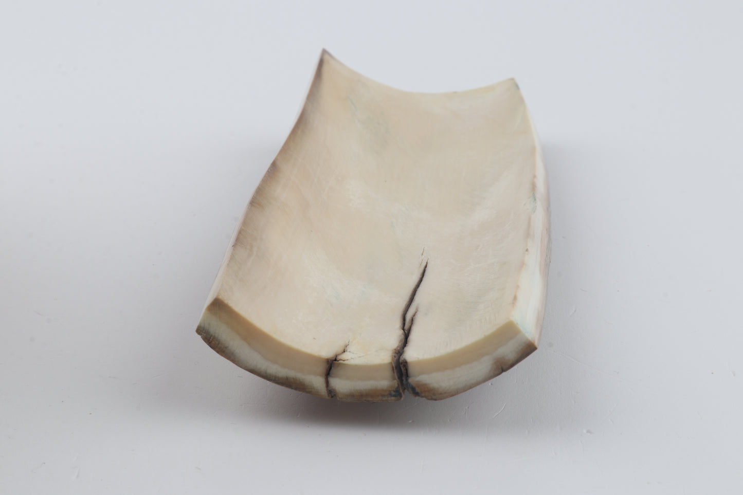 Beige-grey mammoth bark