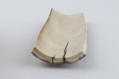 Beige-grey mammoth bark