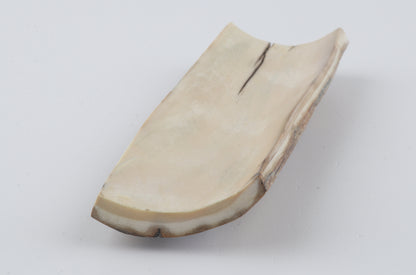 Beige-grey mammoth bark