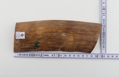 Beige mammoth bark