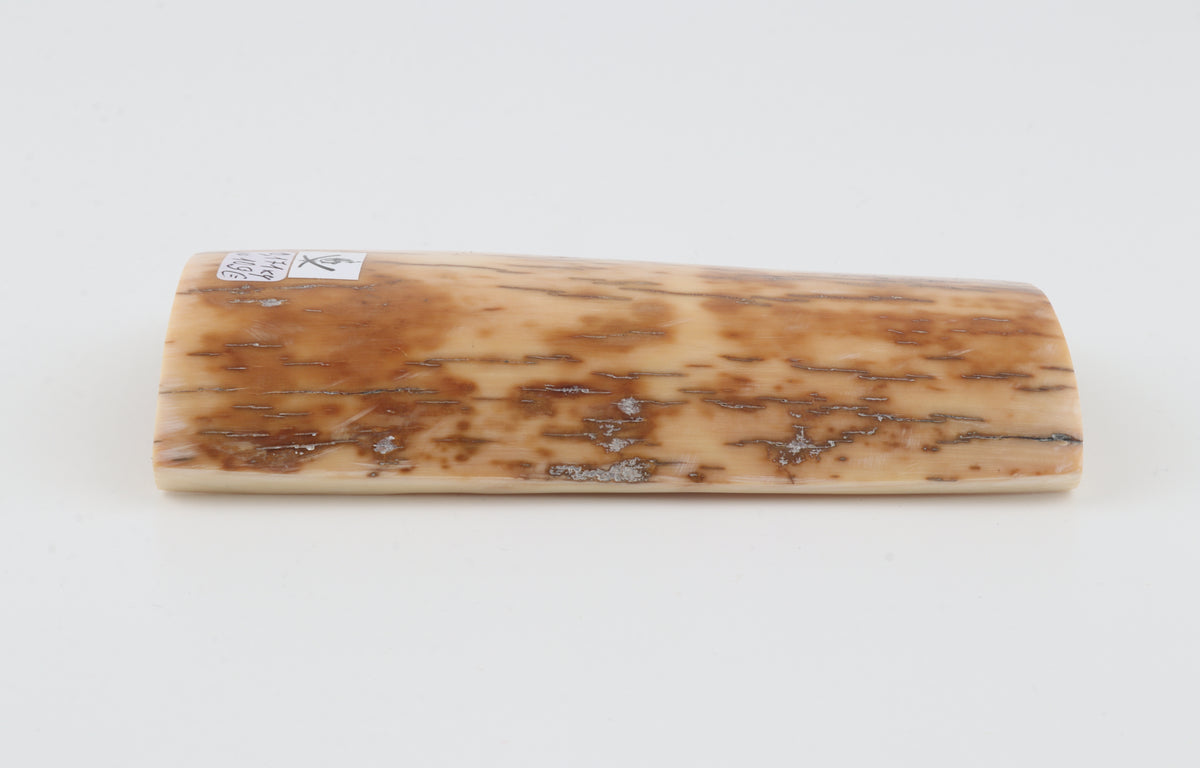 Cream-brown mammoth bark