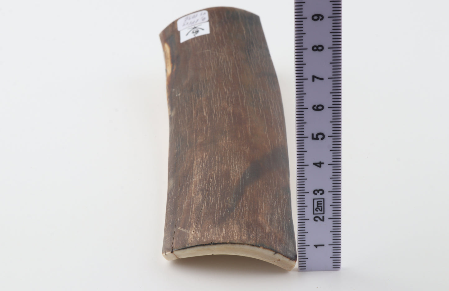 Brown mammoth bark