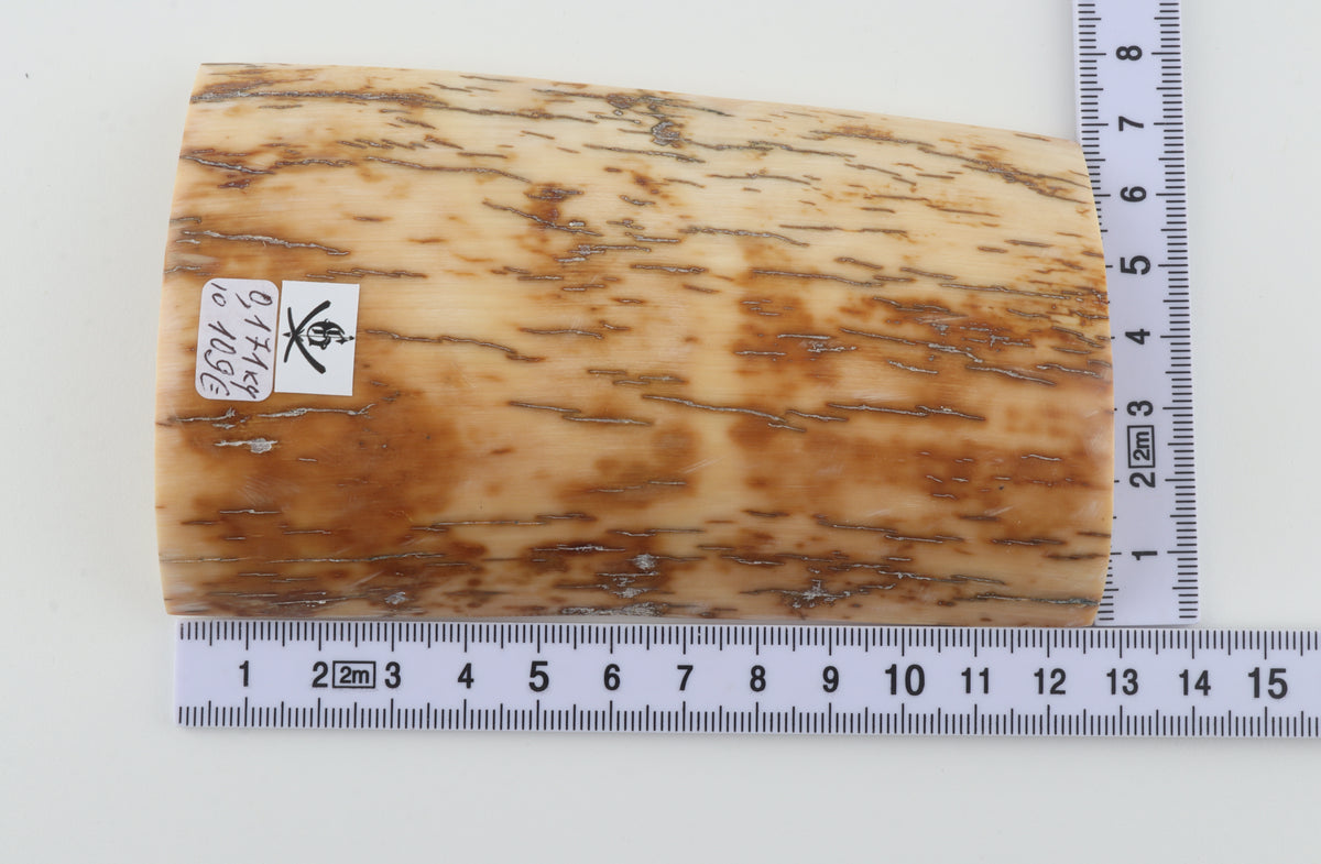 Cream-brown mammoth bark