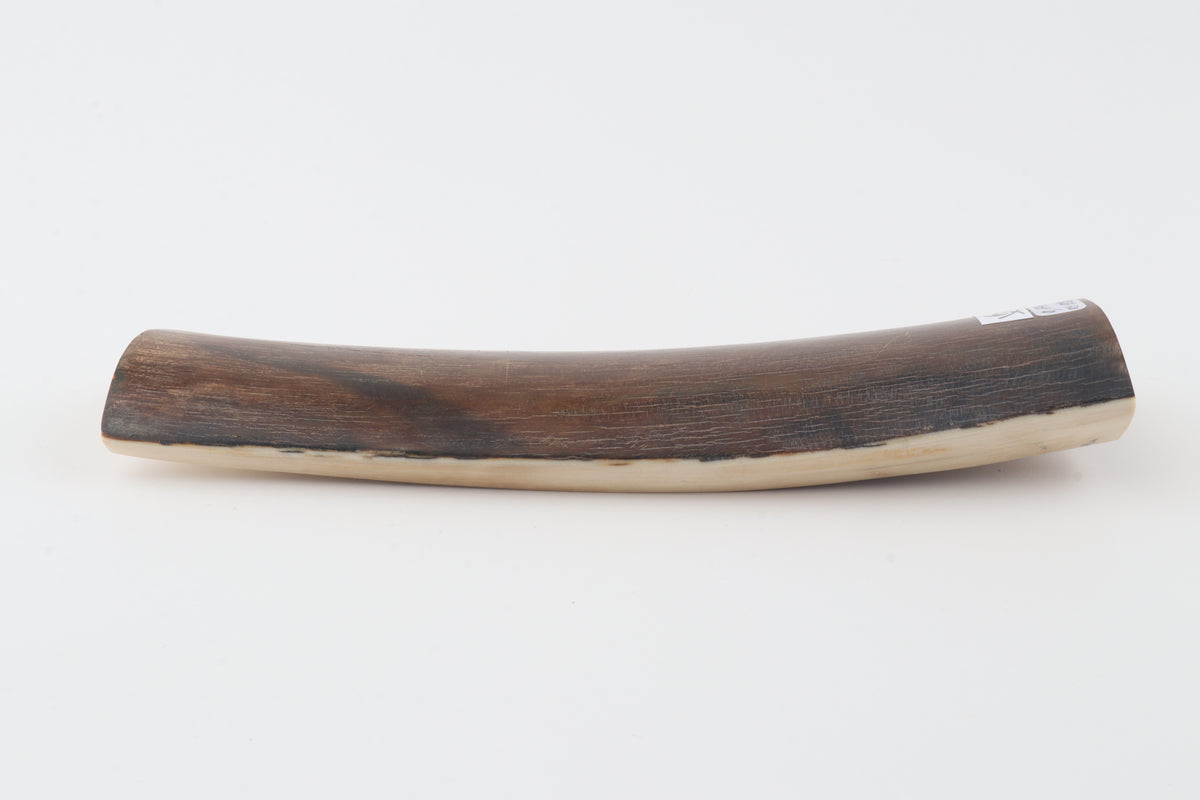 Brown mammoth bark