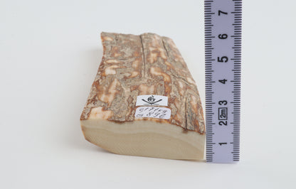 Beige-creme mammoth bark