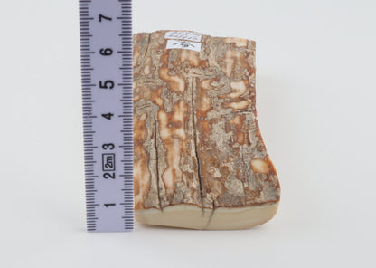 Beige-creme mammoth bark