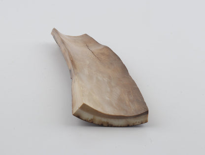 Brown mammoth bark
