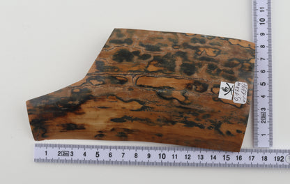 Green-mustard mammoth bark