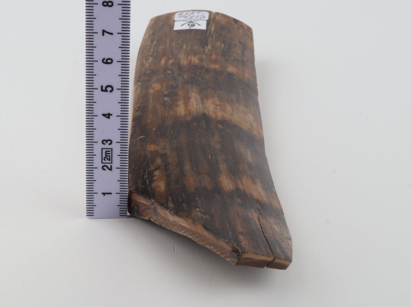 Brown mammoth bark
